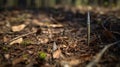 Abandoned Nail In The Swamp: Detailed Hunting Scenes And Scoutcore Royalty Free Stock Photo