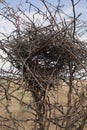 An abandoned nest in the bushes of a thorn Bush. Royalty Free Stock Photo