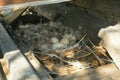 Abandoned nest with eggs of a greylag goose