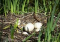 Canada Goose nest filled with shells and leftover eggs. Royalty Free Stock Photo