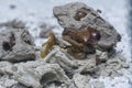 Abandoned nest of the mud dauber wasp Royalty Free Stock Photo