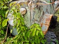 The abandoned off-road vehicles vehicles are covered with vines.