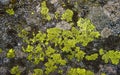 Abandoned Old concrete covered with moss in a forest. Macro, close up, top view. Natural background texture with cracks. Royalty Free Stock Photo