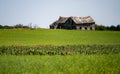 Abandoned old farm house on a canola field in Alberta Royalty Free Stock Photo