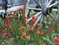 Abandoned old farm wagon wheel with wild flowers Royalty Free Stock Photo