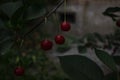 In an abandoned old garden, a berry tree grows with bright cherries of dark red color in summer cloudy weather Royalty Free Stock Photo