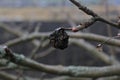 Abandoned old garden. Dry trees and bushes. A tree in winter dry. Dried fruit. Royalty Free Stock Photo