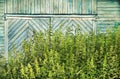 Abandoned old gate, overgrown with nettles. Wooden wall of an old building. Rural scene Royalty Free Stock Photo