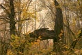 Abandoned old Park with a pond, streams, ancient trees, garden benches Royalty Free Stock Photo