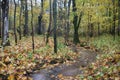 Abandoned old Park with a pond, streams, ancient trees, garden benches Royalty Free Stock Photo