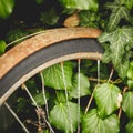 Abandoned old vintage rusty bicycle with ivy on the background. Royalty Free Stock Photo