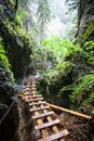 Abandoned old wooden bridge in rain forest Royalty Free Stock Photo