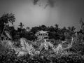 Abandoned old wooden house among the forest Royalty Free Stock Photo