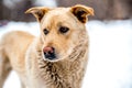 Abandoned orange dog near the shalter