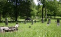 Abandoned Overgrown Cemetery Royalty Free Stock Photo