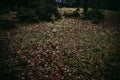 Abandoned overgrown grave in the woods