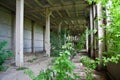 Abandoned overgrown industrial ruins Royalty Free Stock Photo