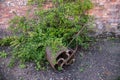 An abandoned overgrown old fashioned metal garden roller