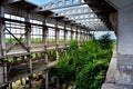 Abandoned overgrown ruins of industrial building, green post-apocalypse concept Royalty Free Stock Photo