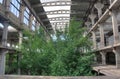 Abandoned overgrown ruins of industrial building, green post-apocalypse concept Royalty Free Stock Photo