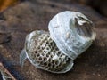 Abandoned paper wasp nest. Destroyed paper structure of insects