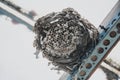 Abandoned Paper Wasp Nest in Stehag, Sweden