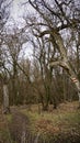 Abandoned path middle of the forest Royalty Free Stock Photo