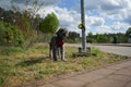 Abandoned pet dog leashed on parking sign pole