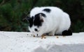 Abandoned pet. Home pet. The street cat is walking. The yard cat is eating. Fluffy pet. Royalty Free Stock Photo