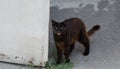 Abandoned pet. Thoroughbred cat. Street cat lies. Yard black cat. Stray cat.