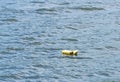 Abandoned PFD floating in lake water