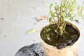 Abandoned plastic bowl with stagnant water inside. close up view. mosquitoes in potential breeding ground.proliferation of