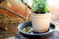 Abandoned plastic bowl in a vase with stagnant water inside. close up view. mosquitoes in potential breeding.proliferation of