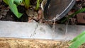 abandoned plastic bowl in a vase with stagnant water inside. close up view mosquitoes in potential breeding.proliferation of aedes