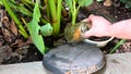 abandoned plastic bowl in a vase with stagnant water inside. close up view mosquitoes in potential breeding.proliferation of aedes