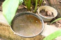 abandoned plastic bowl in a vase with stagnant water inside. close up view. mosquitoes in potential breeding.proliferation of