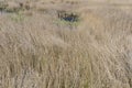 Abandoned pool covered with reed from the Someseni Baths near Cluj Royalty Free Stock Photo