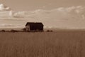 Abandoned Prairie Homestead