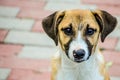 Abandoned puppy stray dog Royalty Free Stock Photo