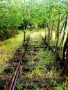 Abandoned railroad covered in green.