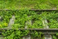 Abandoned railroad tracks overgrown with grass.