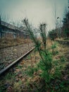 Abandoned railway station in Waterschei tree