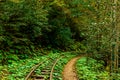 Abandoned railway track in the autumn forest. thickets of the jungle Royalty Free Stock Photo