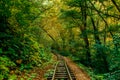 Abandoned railway track in the autumn forest. thickets of the jungle Royalty Free Stock Photo