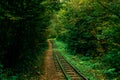 Abandoned railway track in the autumn forest. thickets of the jungle Royalty Free Stock Photo