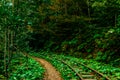 Abandoned railway track in the autumn forest. thickets of the jungle Royalty Free Stock Photo