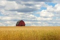 Abandoned rd barn in wheat field Royalty Free Stock Photo