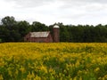 Abandoned red barn in an Autumn field of yellow Goldenrod Royalty Free Stock Photo