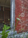 Abandoned Red Brick Building with Queen Anne`s Lace Flower