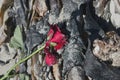 Abandoned red rose lying deserted amongst seaweed on beach Royalty Free Stock Photo